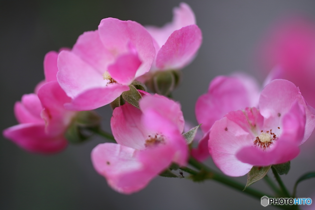 街の花