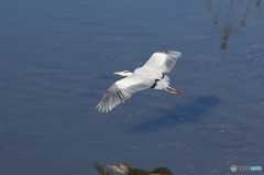 野鳥