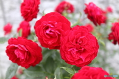 街の花