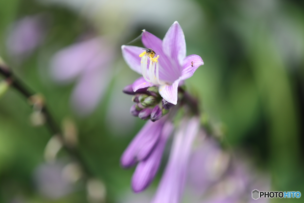 街の花