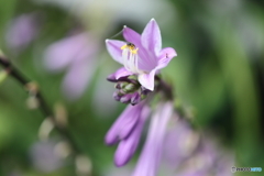 街の花