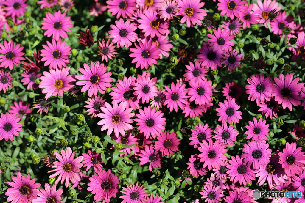 街の花