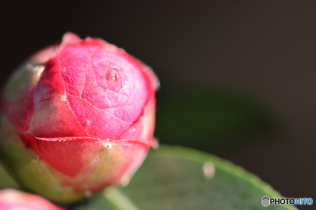 街の花