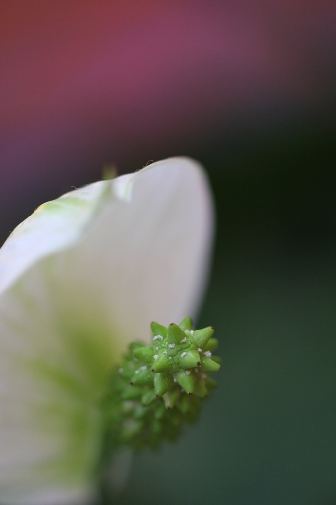 街の花