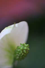 街の花