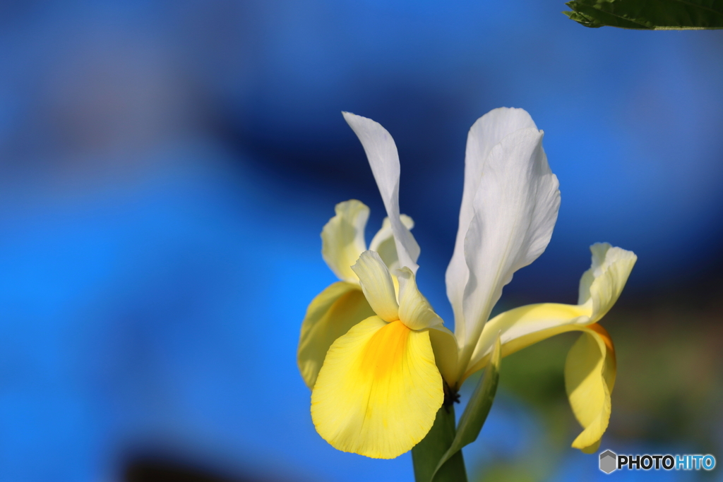 街の花