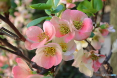 街の花