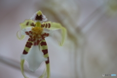 園の花