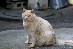 近所の巨漢猫・横綱