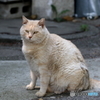 近所の巨漢猫・横綱