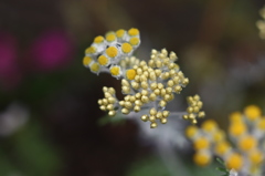 遊歩道の花