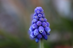 街の花