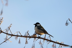 野鳥