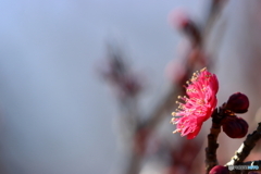  郷土の森