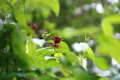 街の花
