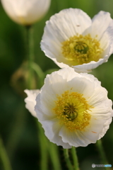 街の花