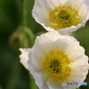街の花