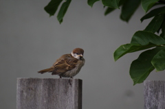 野鳥