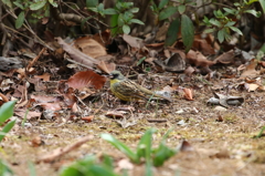 野鳥
