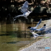 野鳥