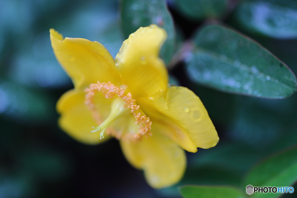街の花