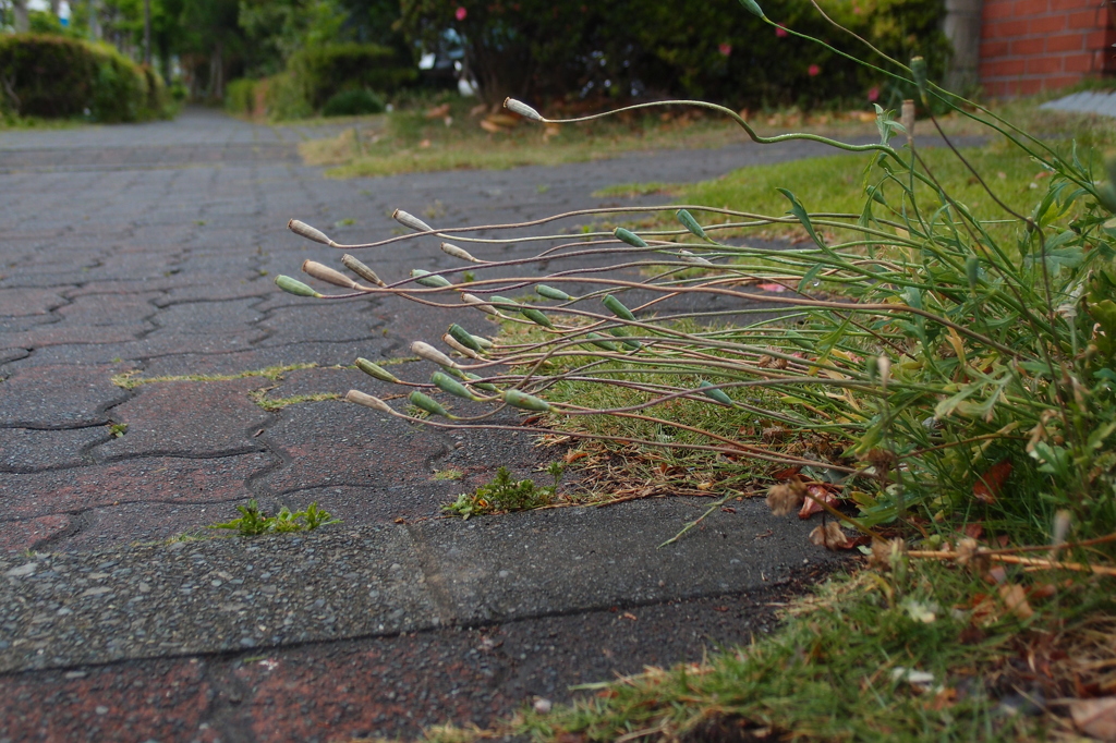 あ～疲れた。（遊歩道の花）