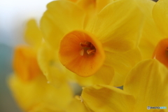 街の花