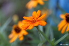 街の花