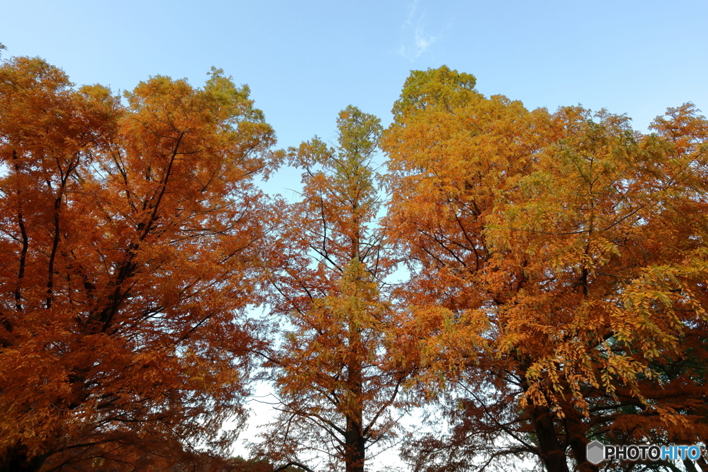 紅葉