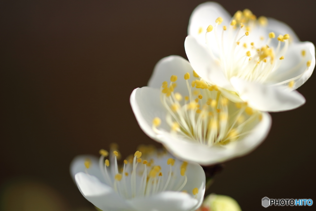 街の花
