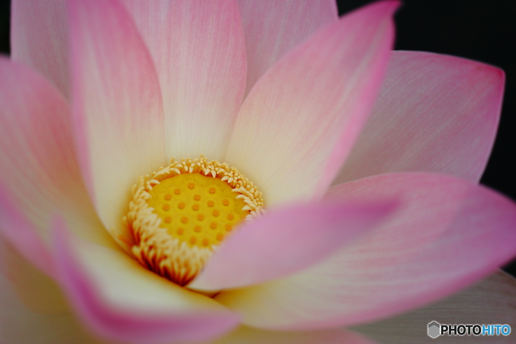 街の花