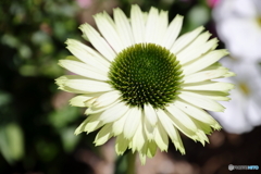 街の花