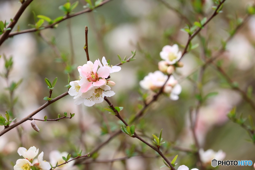 街の花