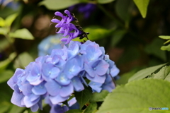 街の花