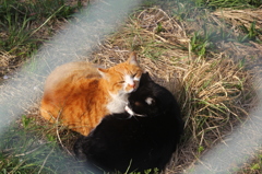 野良猫