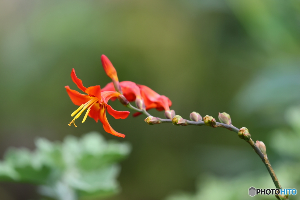 街の花