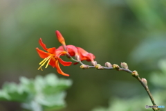 街の花