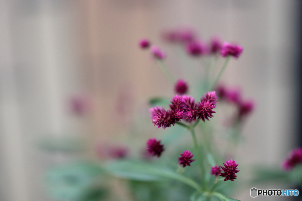 街の花