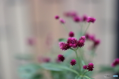 街の花