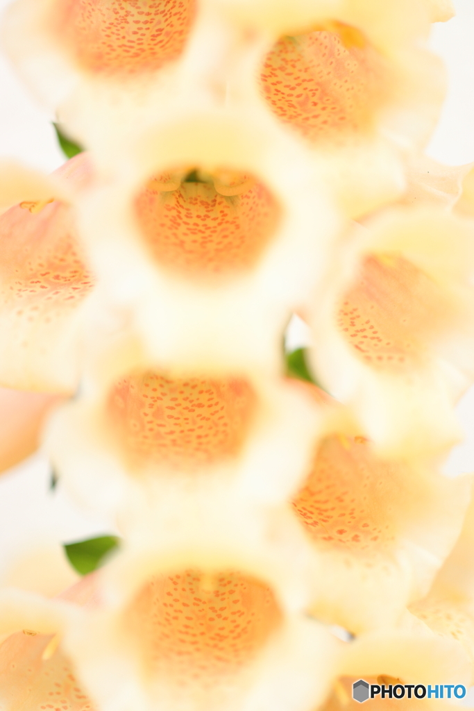 街の花