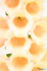 街の花