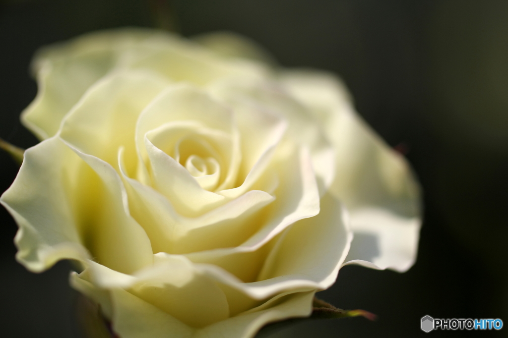 薔薇