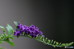 街の花