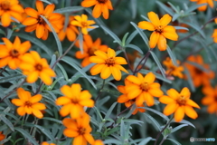 街の花