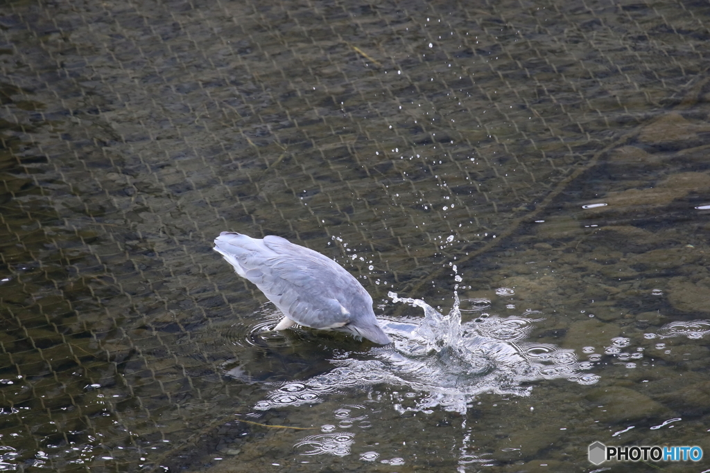 野鳥