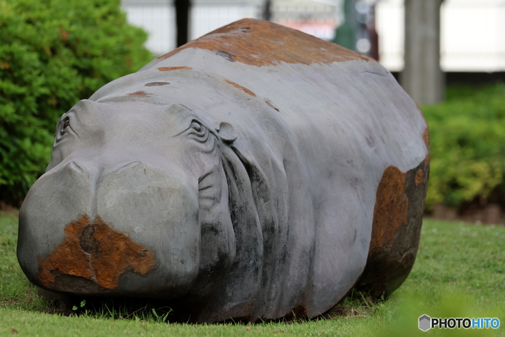 近所のカバ