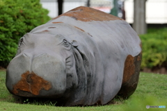 近所のカバ