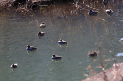 野鳥（大栗川）