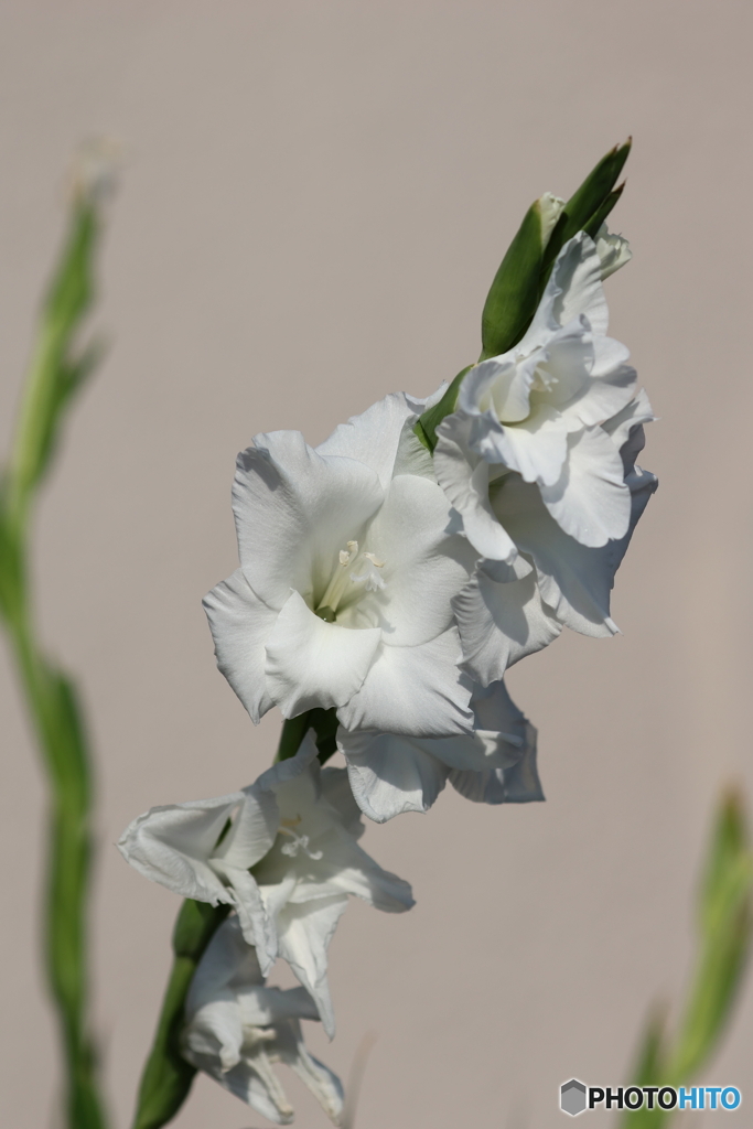 街の花