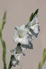 街の花